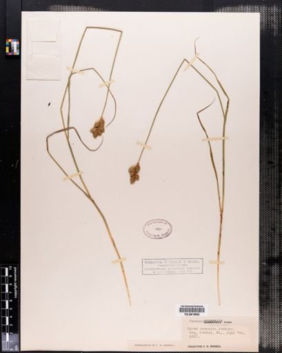 Carex scoparia