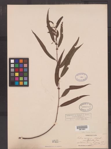Salix nigra
