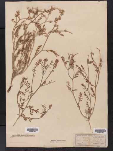 Astragalus