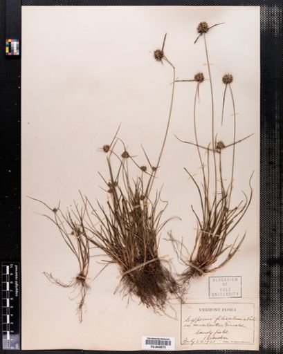 Cyperus filiculmis