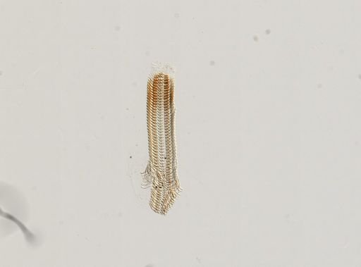 Somatogyrus subglobosus