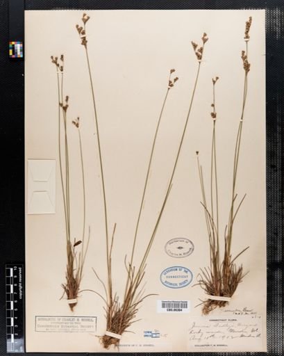 Juncus secundus