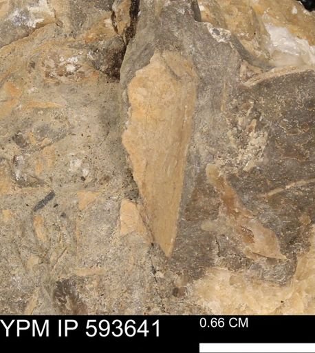 Baculites sp.