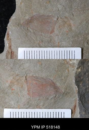 undet. Arthropoda