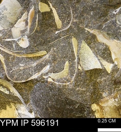 Limopsis striatopunctatus