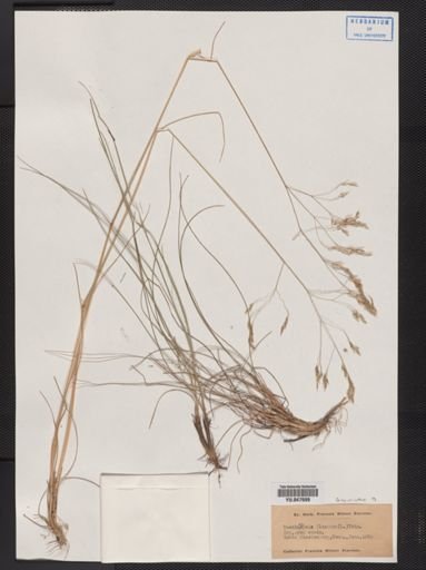 Deschampsia flexuosa