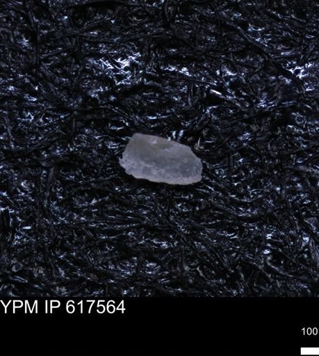 undet. Ostracoda