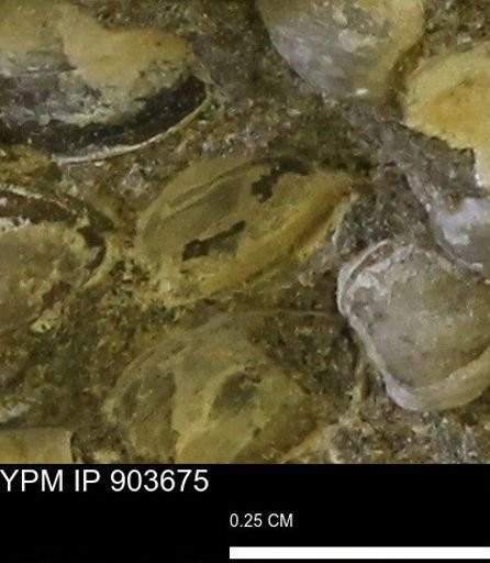 Corbulamella sp.