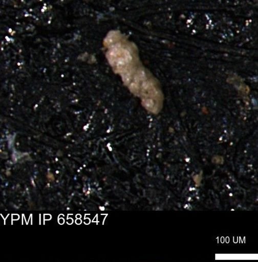 Verneuilinoides kansasensis
