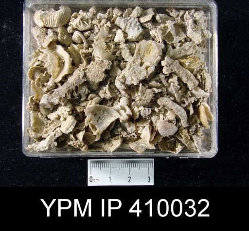 Silicified residue: Corals, Brachiopods, Bryozoa, Crinoids