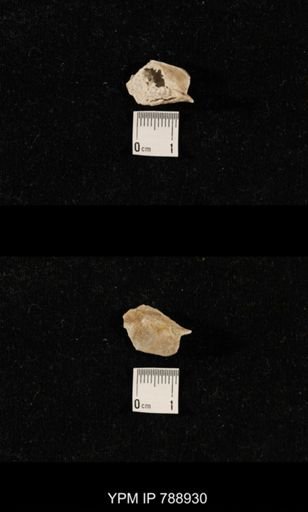 undet. Brachiopoda