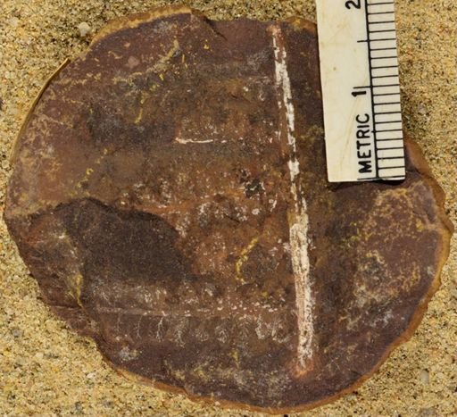 Pecopteris sp.