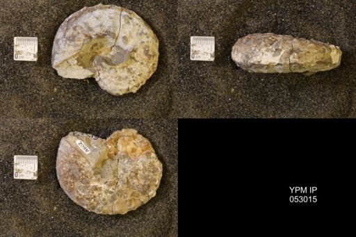Discoscaphites gulosus