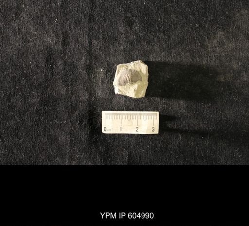 Plectambonites glabra
