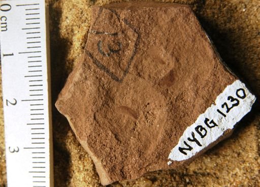 Cercidiphyllum arcticum