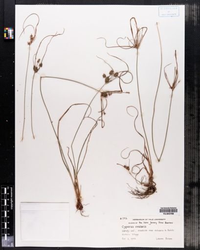 Cyperus ovularis