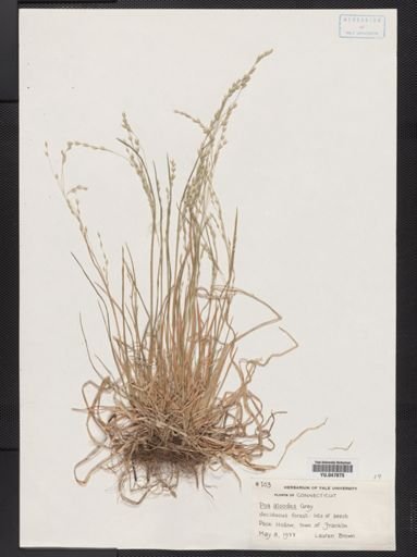 Poa alsodes