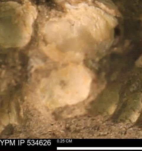 Protocardia subquadrata