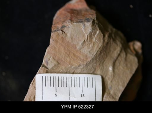 undet. Arthropoda