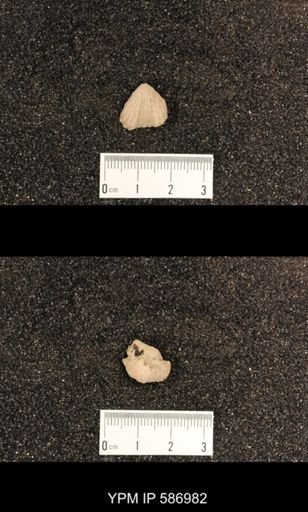 Rhynchotrema capax