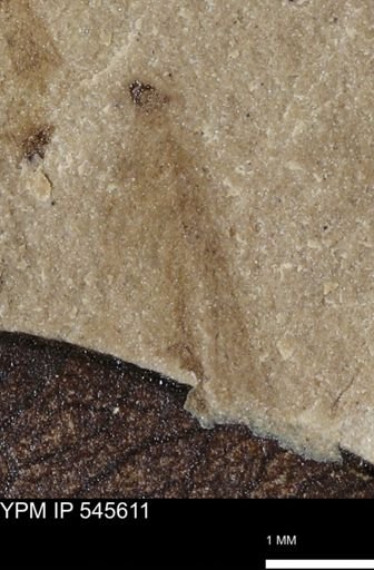 undet. Insecta