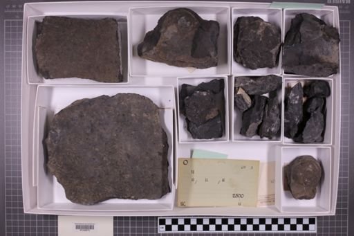 mixed taxa, stratigraphic collection