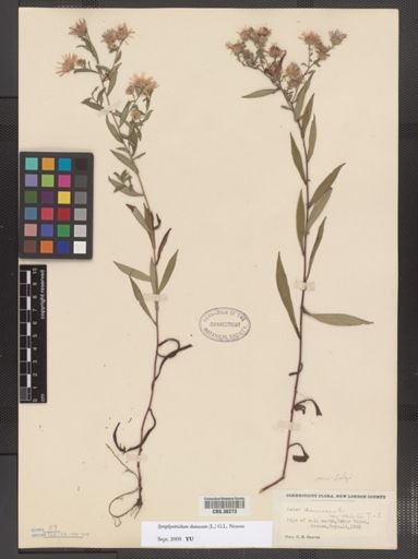 Symphyotrichum dumosum