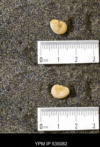 Scaphites cf. hippocrepis