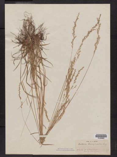 Sphenopholis nitida