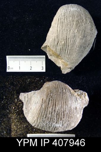 Productus productus