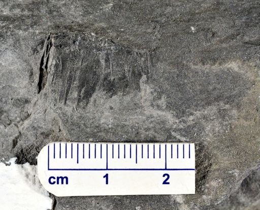 Arthrophycus alleghaniensis