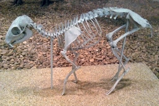 Tragulus javanicus