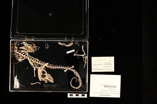 Furcifer verrucosus
