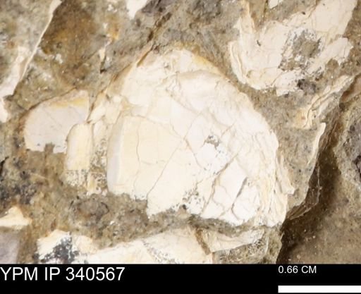 Ostrea glabra