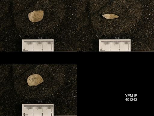 Orthis (Plectorthis) dichotoma