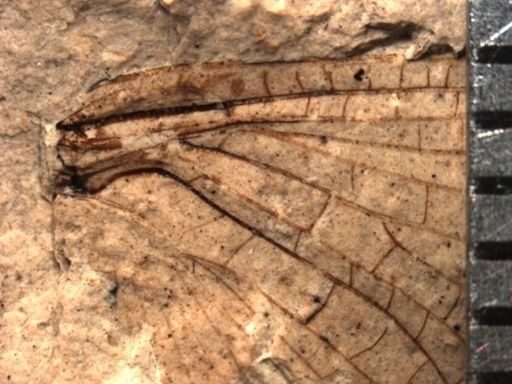 Protereisma latum