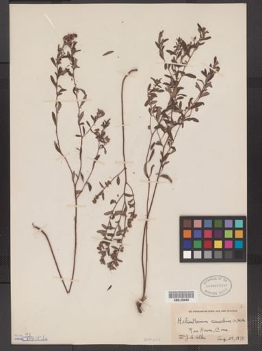 Helianthemum canadense