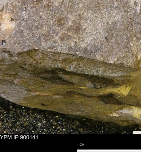 Bryozoa?