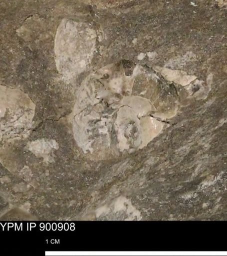 undet. Ammonoidea