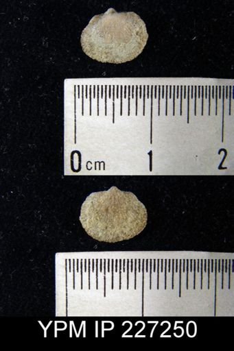 Dalmanella elegantula