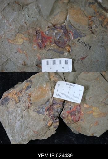 undet. Porifera