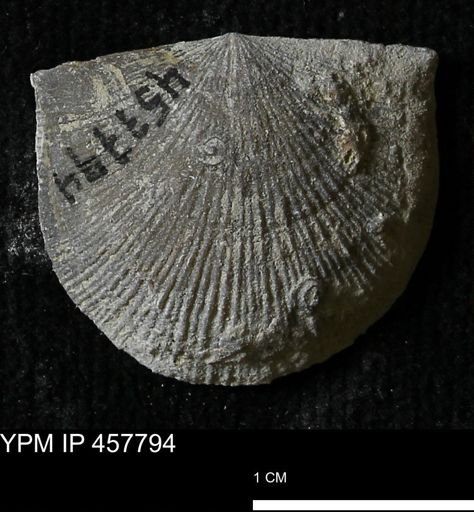 Strophodonta sp.