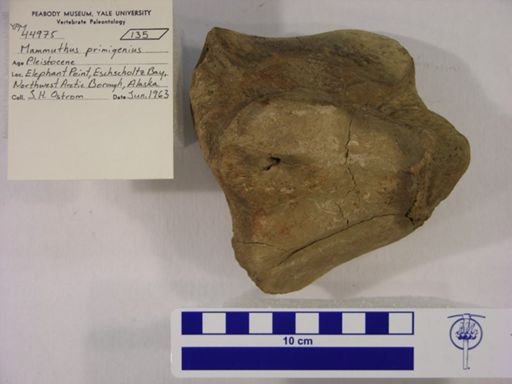 Mammuthus primigenius