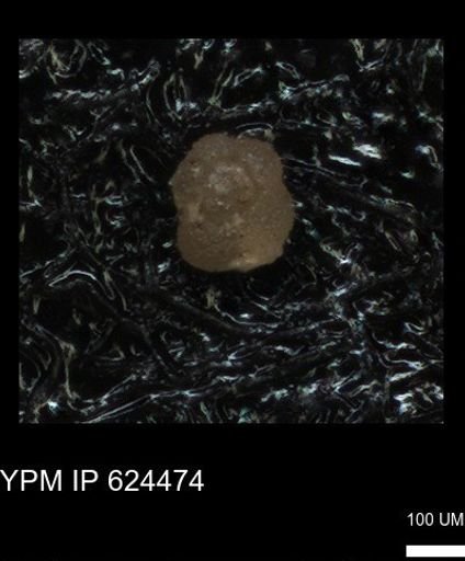 undet. Foraminiferida