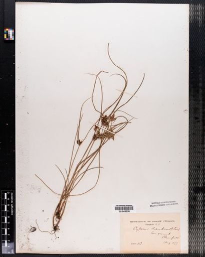 Cyperus diandrus