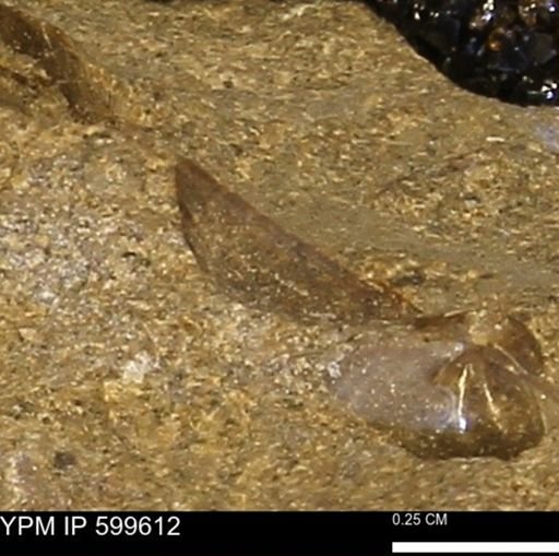 Protocardia subquadrata
