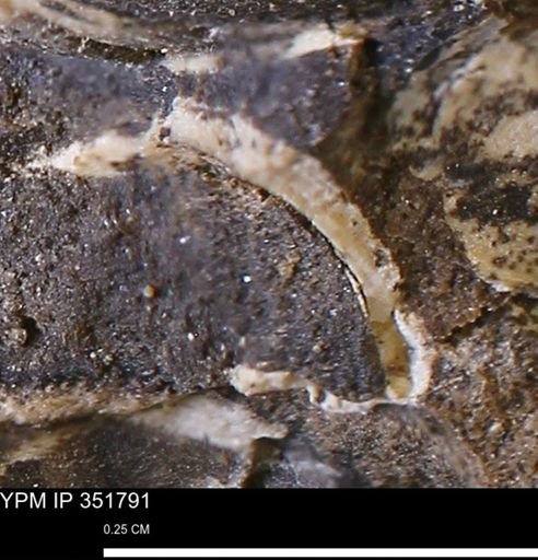 undet. Bivalvia