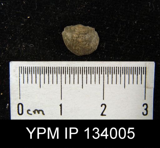 Chonetes mucronatus