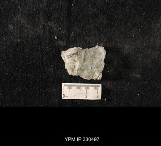 Strophomena sp.