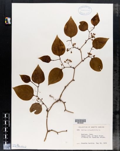 Smilax rotundifolia